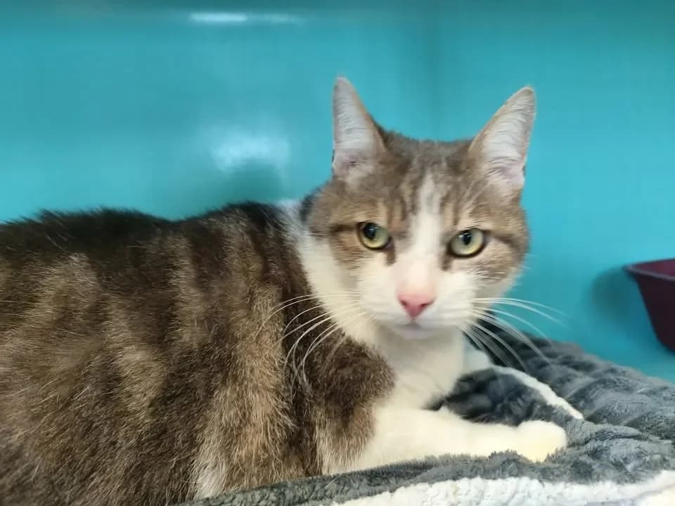 SIMBA, brown tabby male mixed breed for adoption at SPA Étalondes, Etalondes — photo 2 of 2