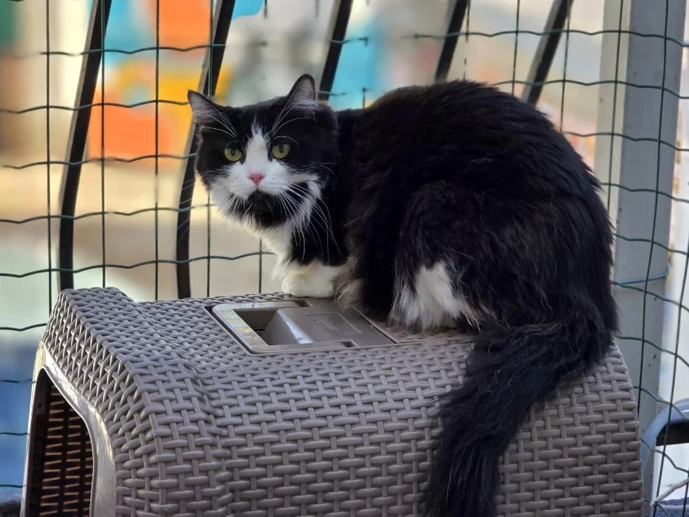 Yaya, female mixed breed for adoption at Lyon