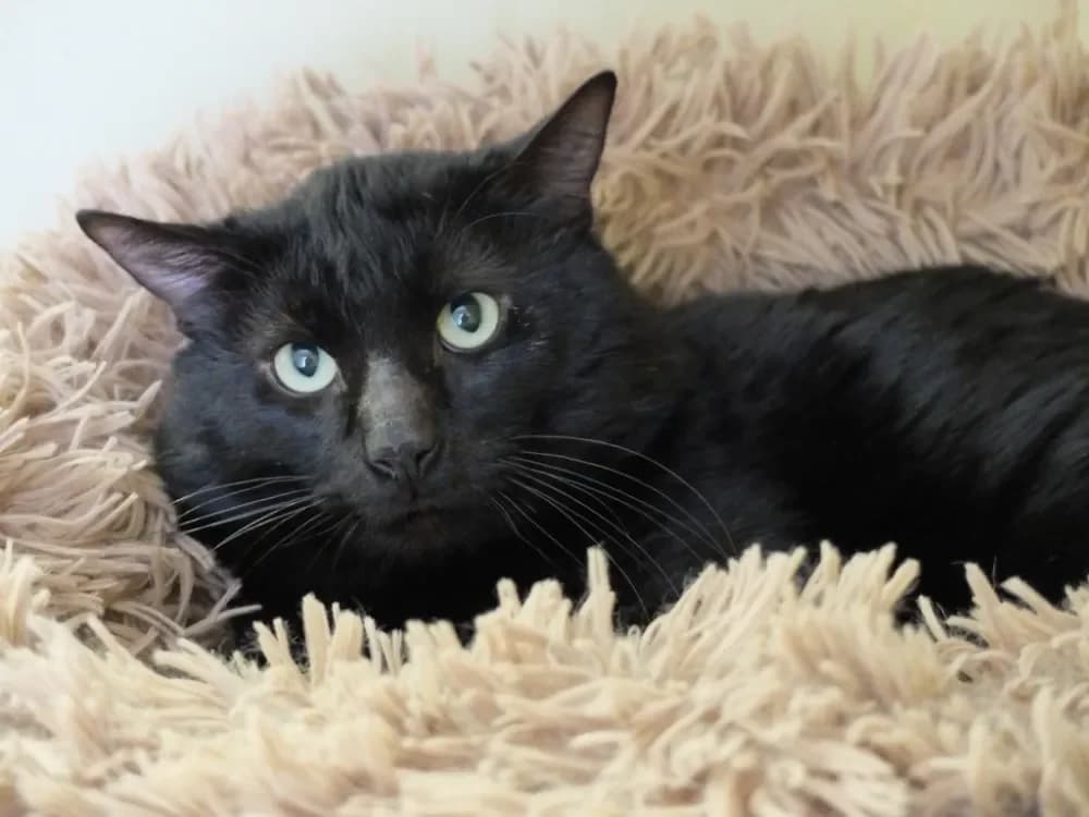 LEO PAB28601 photo 2