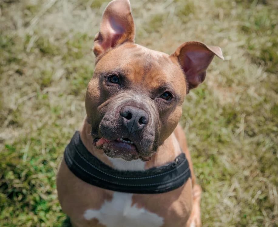 ROCKET, Mixed Breed (SPA Troyes)