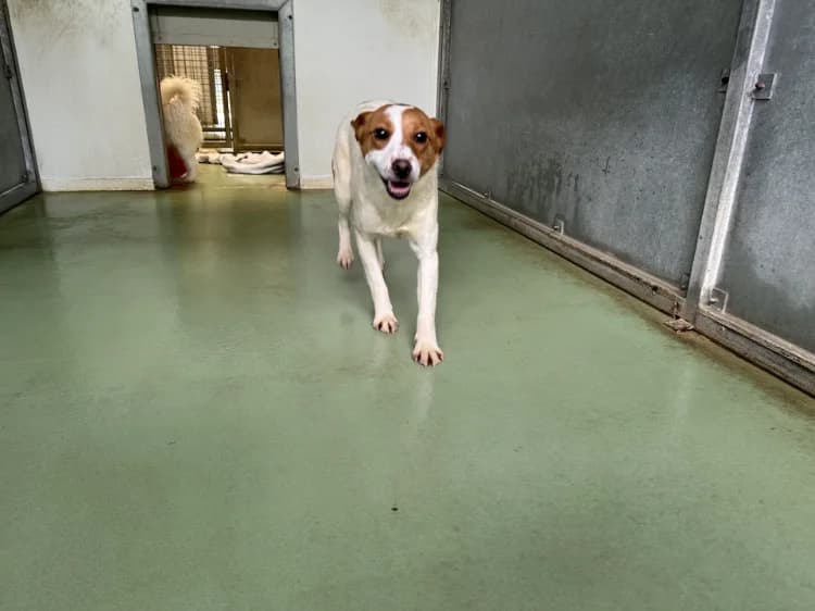 ANDY, Mixed Breed (SPA Étalondes)