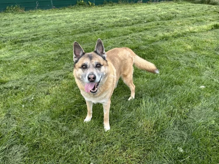 YAKI, male Belgian Malinois for adoption at Moree