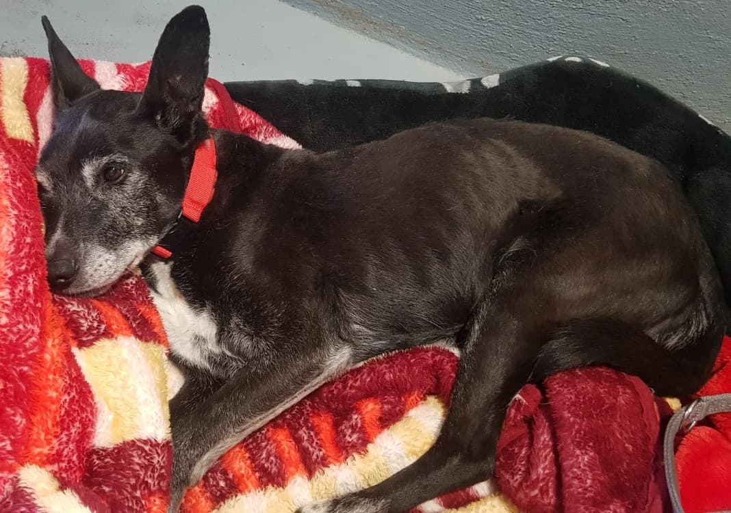 tyson, Mixed Breed (SPA Briançon)