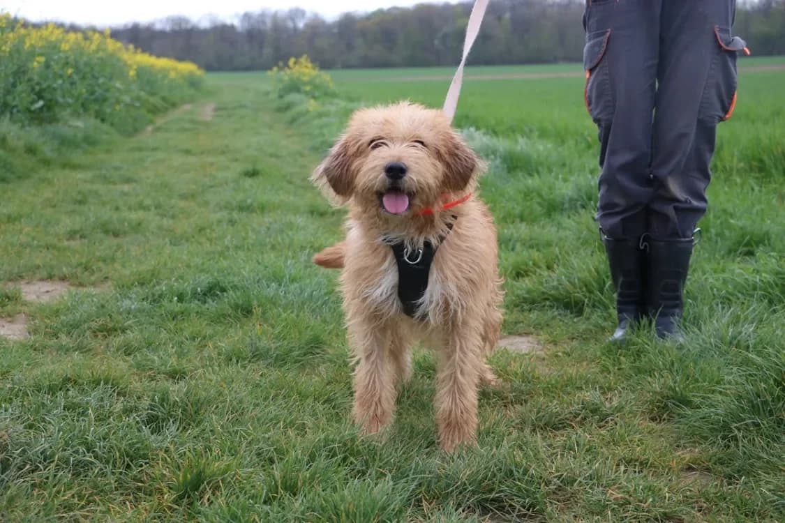 VANILLE HAA24736 photo 2