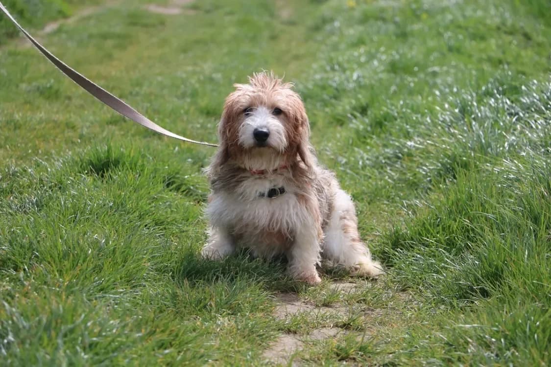 ULMER HAA24737 photo 2