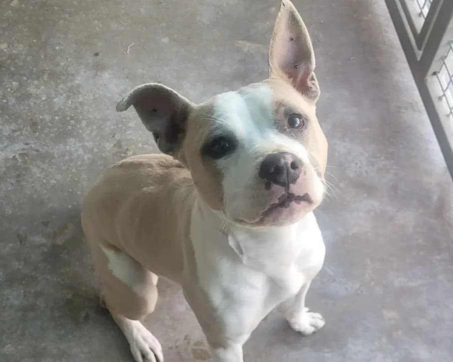 JOY, white female Mixed Breed for adoption at SPA Arras (Tilloy), Arras