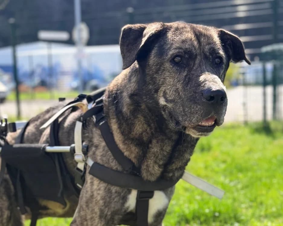 MARCO, grey male Mixed Breed for adoption at SPA Cluses, Cluses