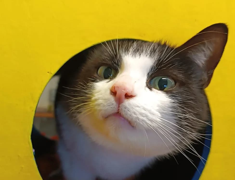 FRIPOUILLE, female 6yo Mixed Breed for adoption at SPA Vitré, Vitre
