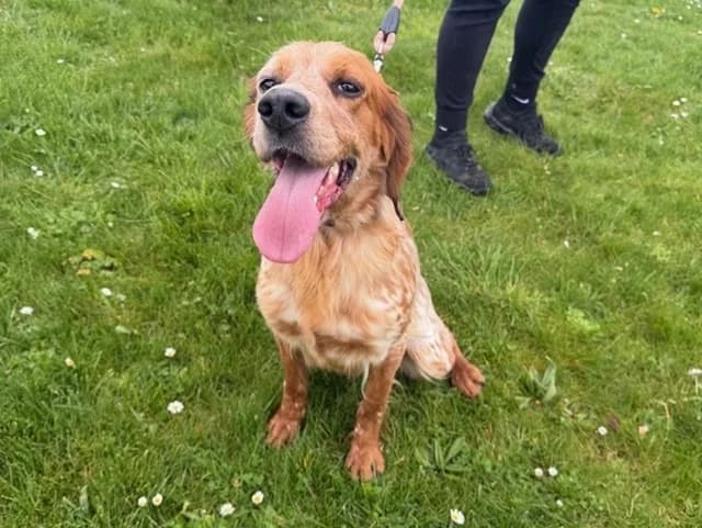 Jessy, red male English Setter for adoption at SPA Beaurepaire-en-Bresse, Beaurepaire
