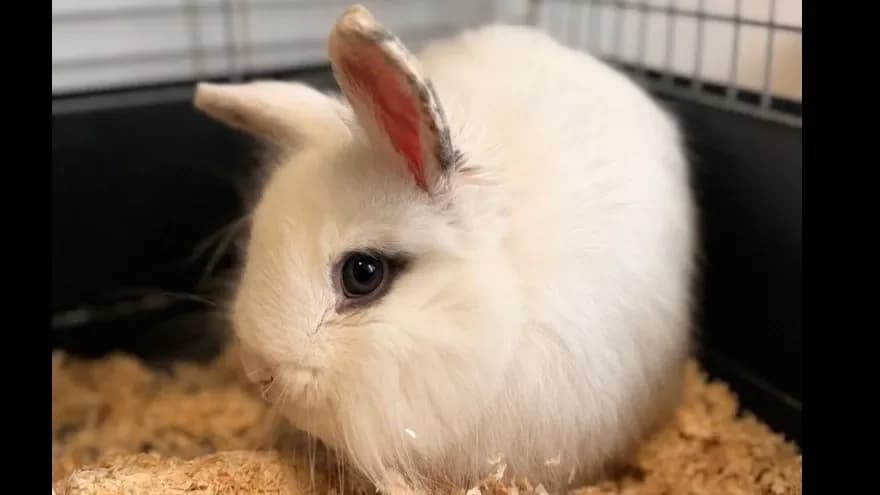 Polux NAC950 photo 2