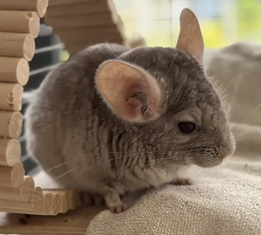 Storm NAC947 photo 2