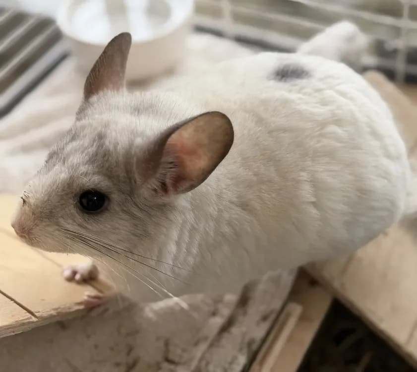 Shadow NAC946, white male mixed breed for adoption at SPA Compiègne, Compiègne — photo 2 of 2