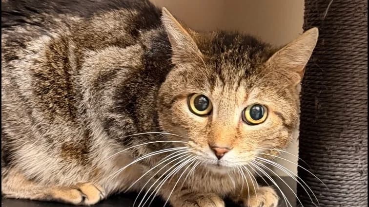 Woody, brown tabby male mixed breed for adoption at SPA Compiègne, Compiègne
