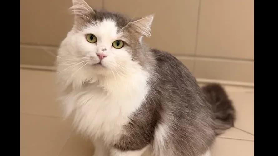 Mozart CAB5231 photo 2