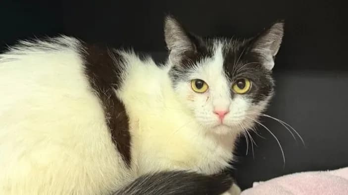 June CAB5213 photo 2