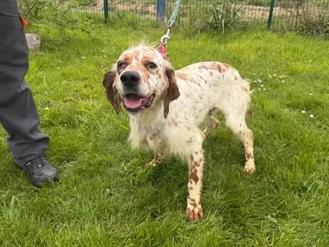Rita, female English Setter for adoption at Amiens), Poulainville photo 3