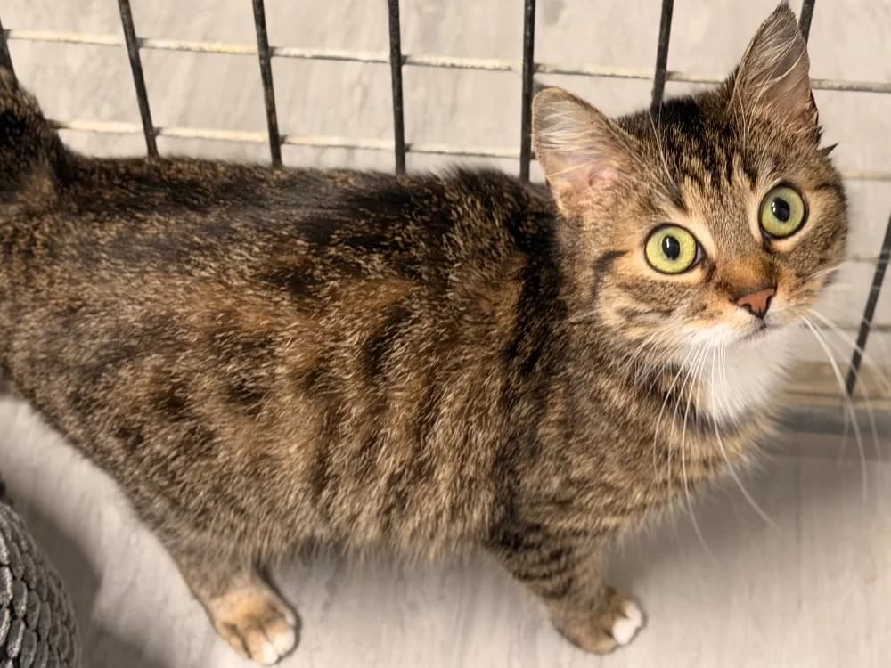 NAMI, brown tabby female mixed breed for adoption at SPA Montluçon, Montlucon