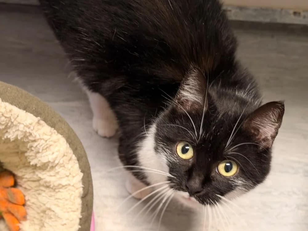 BROOK, unknown female mixed breed for adoption at SPA Thionville, Thionville