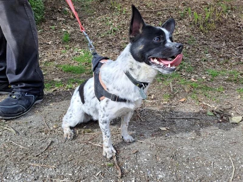 Réservé TROLL, male Mixed Breed for adoption at SPA Inzinzac-Lochrist, Inzinzac