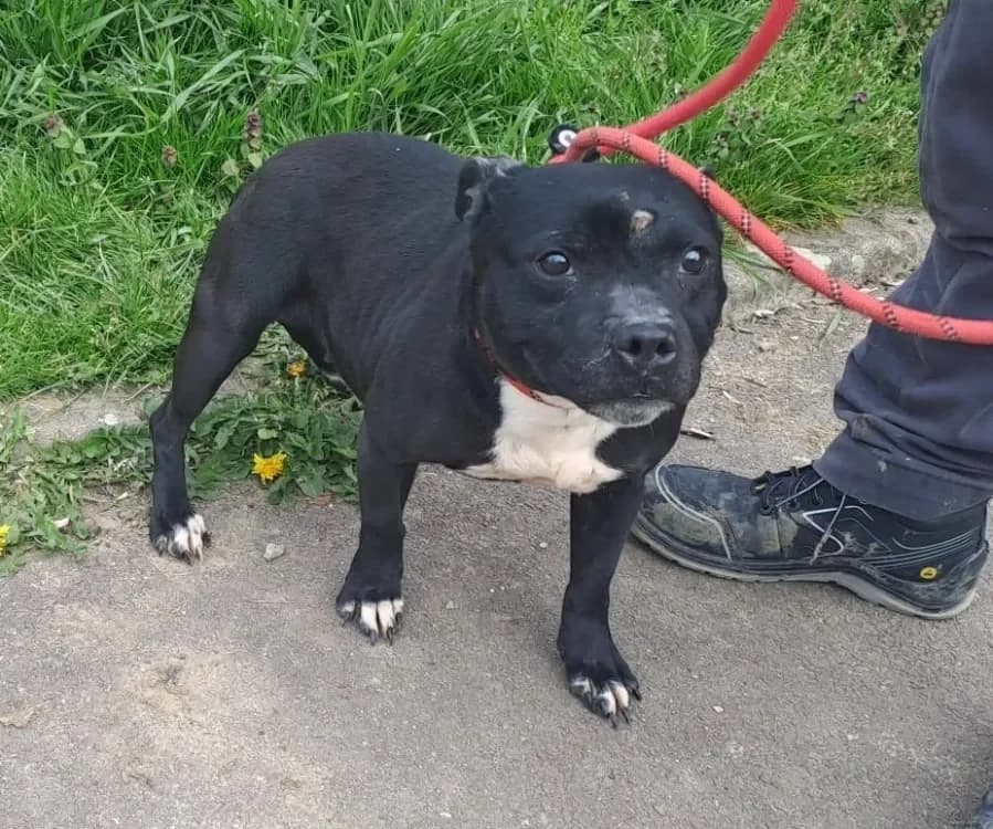 OVER, female Staffordshire Bull Terrier for adoption at Gerhard Cramer), Arry photo 2