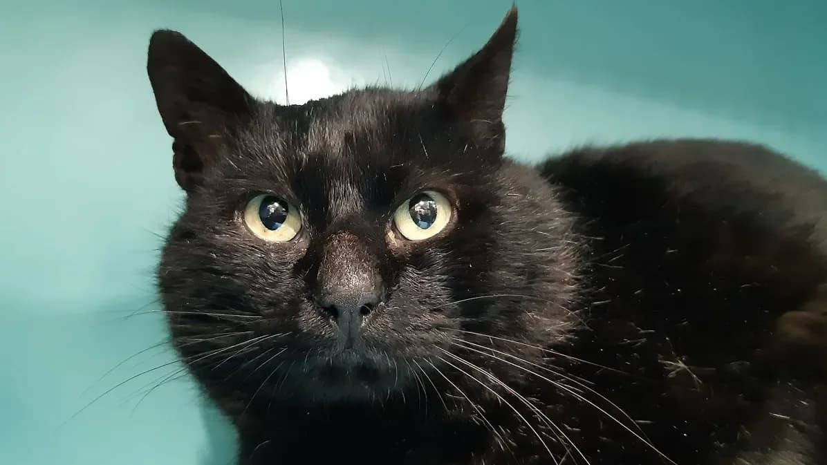 Kito (réservé) photo 2