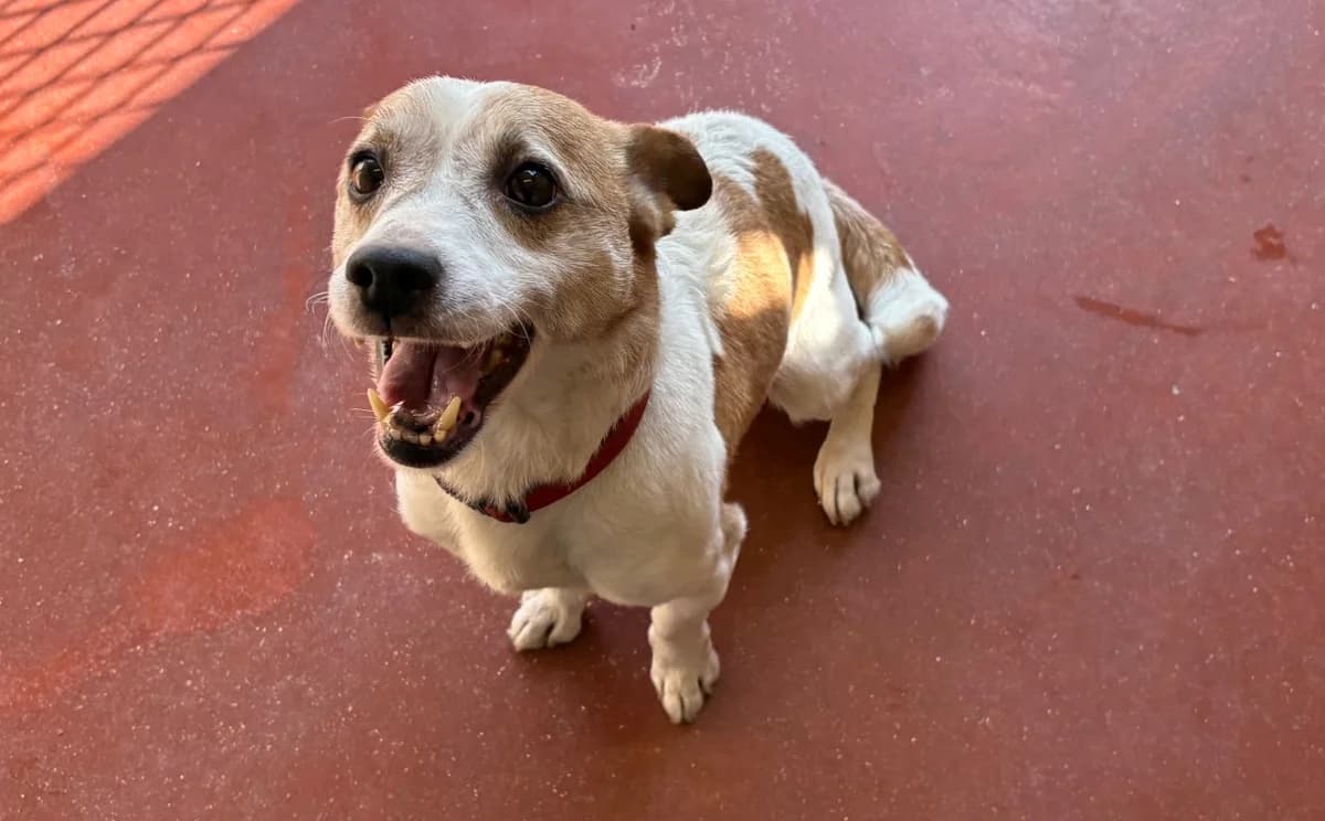 ICE TEA PAA24181, Jack Russell Terrier (SPA Plaisir)