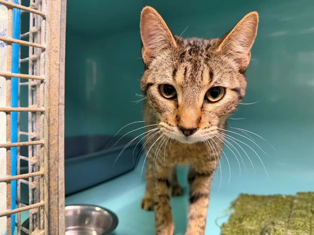 noe, male mixed breed for adoption at Tulle