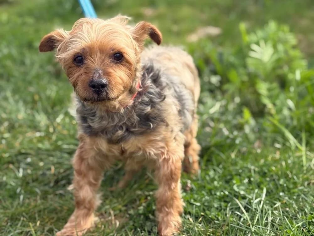 GABIN, Yorkshire Terrier (SPA Pornic)