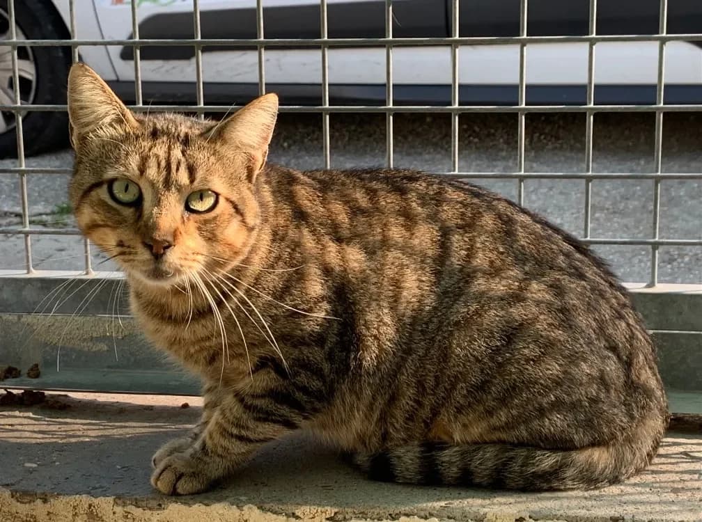 ZELO, male mixed breed for adoption at SPA Lyon - Refuge de Marennes, Lyon photo 2