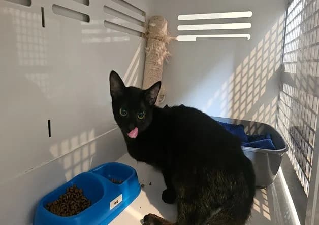 GRIZZLI (réservé), male mixed breed for adoption at Nantes