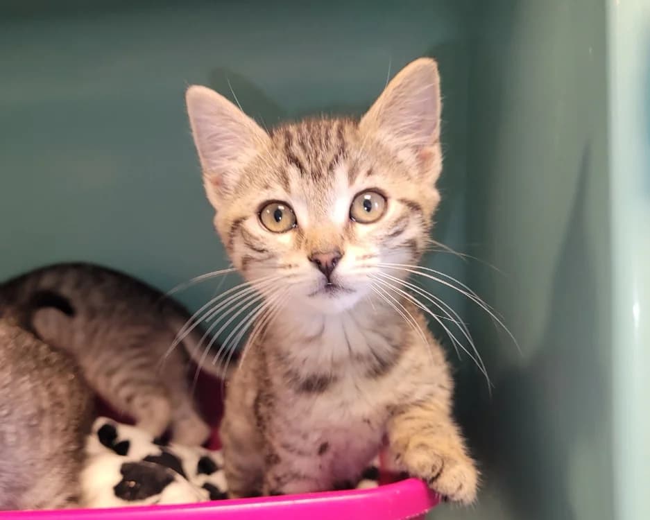 BACHATA, brown tabby male mixed breed for adoption at SPA Hermeray, Hermeray