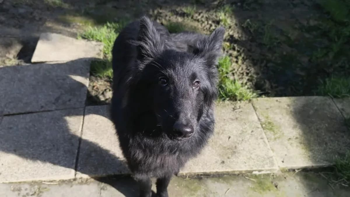 LOUPIOT VAA, black male Belgian Malinois for adoption at SPA Vaux-le-Pénil, Vaux-le-Pénil — photo 2 of 2
