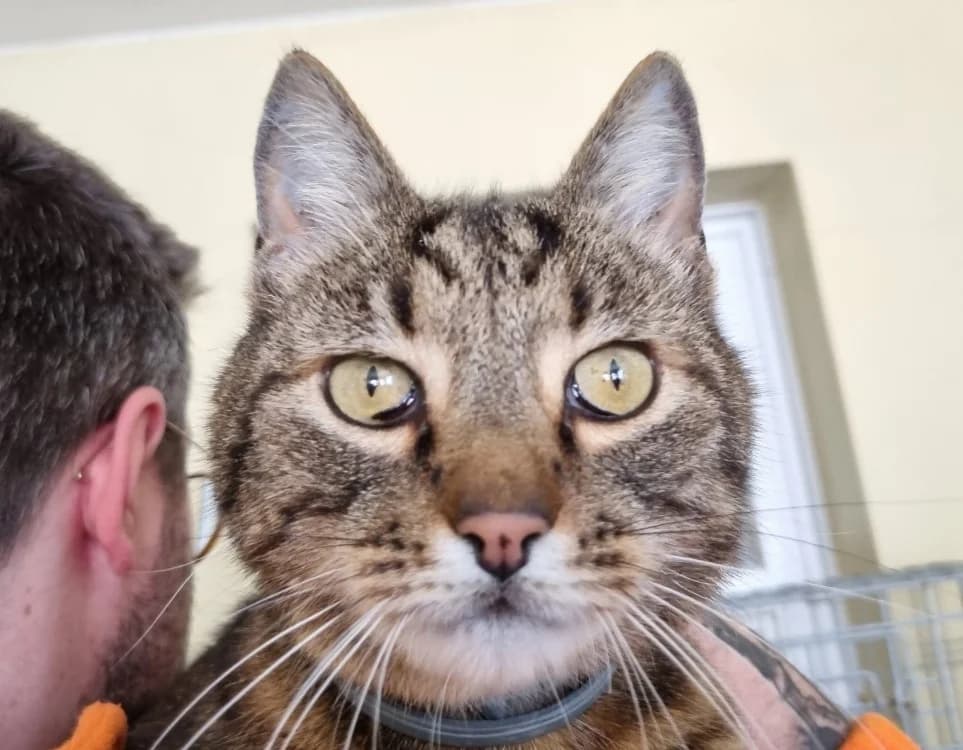 Peaky, male senior Mixed Breed for adoption at Le Bois Pinson), Bois Pinson