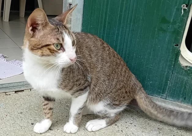 CALIGNIO (réservé), male mixed breed for adoption at Nantes
