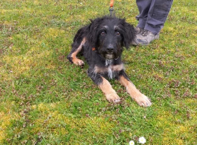 BETTY, Mixed Breed (SPA Arras (Tilloy))