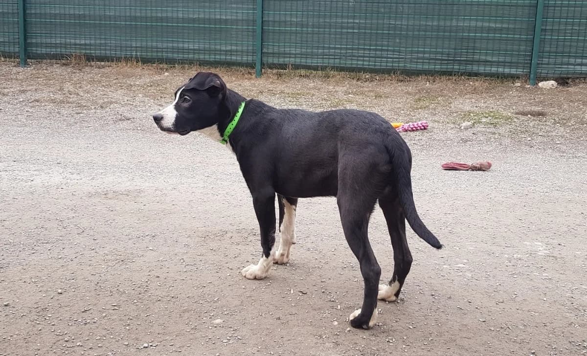 ZEPHYR, male Mixed Breed for adoption at SPA Briançon, Briancon