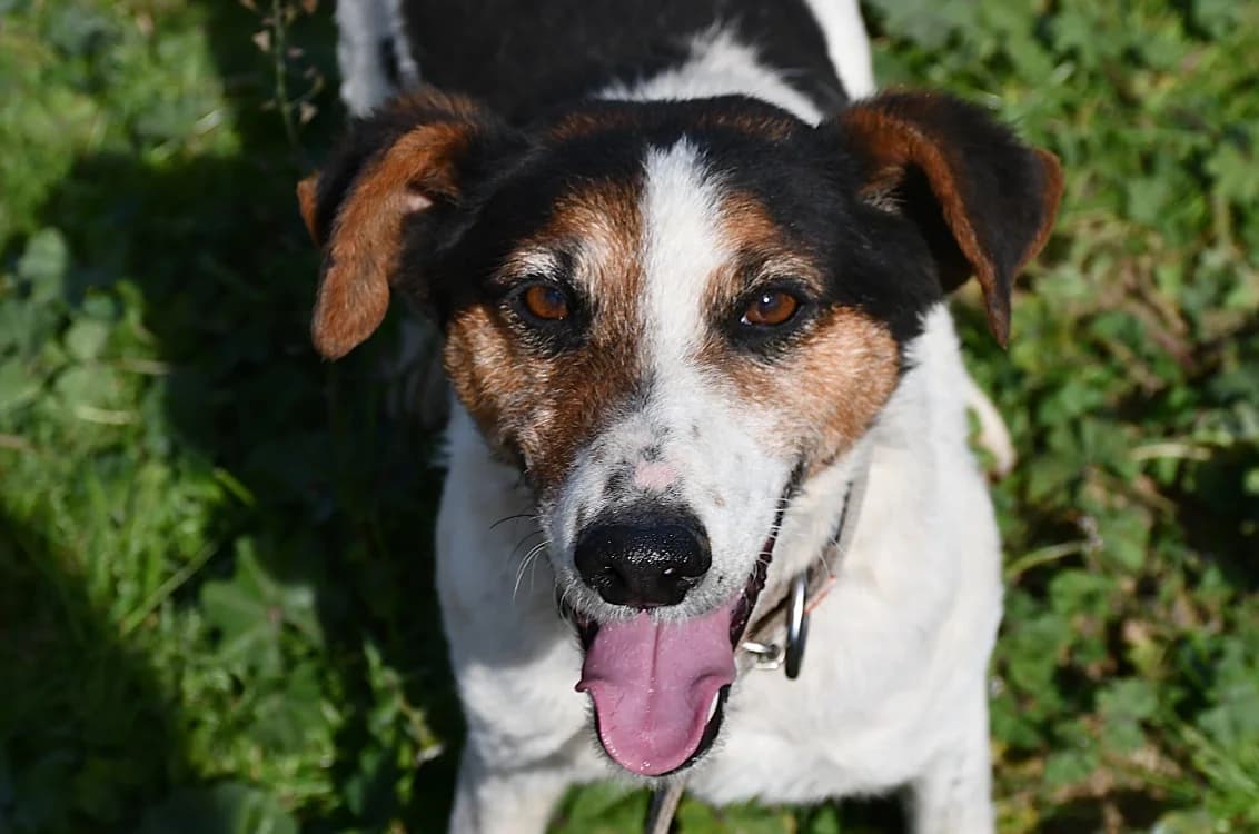 PACO,  (SPA Arras (Tilloy))
