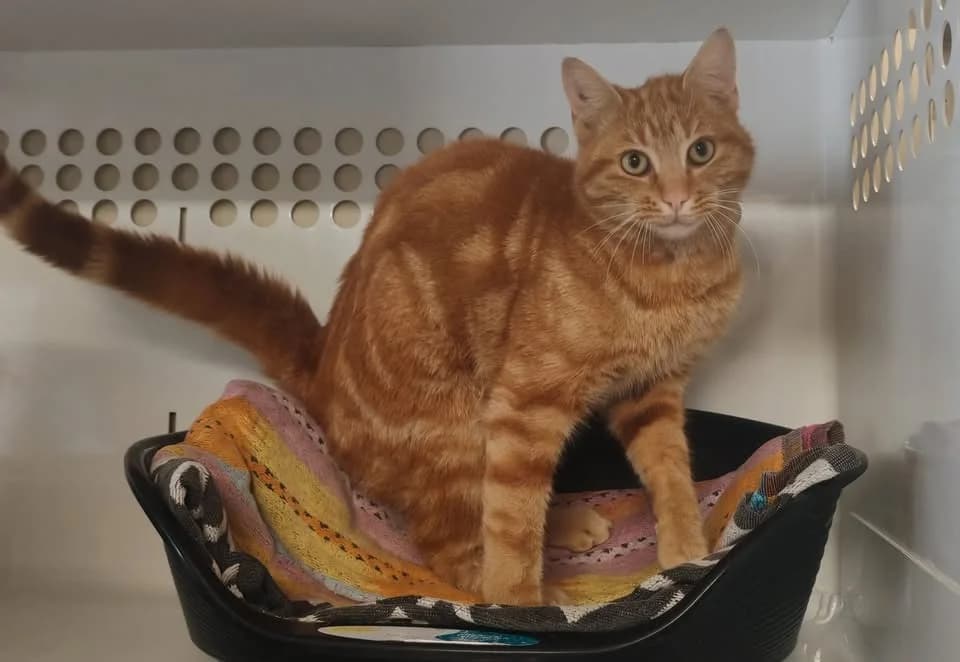 TIGROU, male mixed breed for adoption at SPA Gennevilliers (Grammont), Gennevilliers