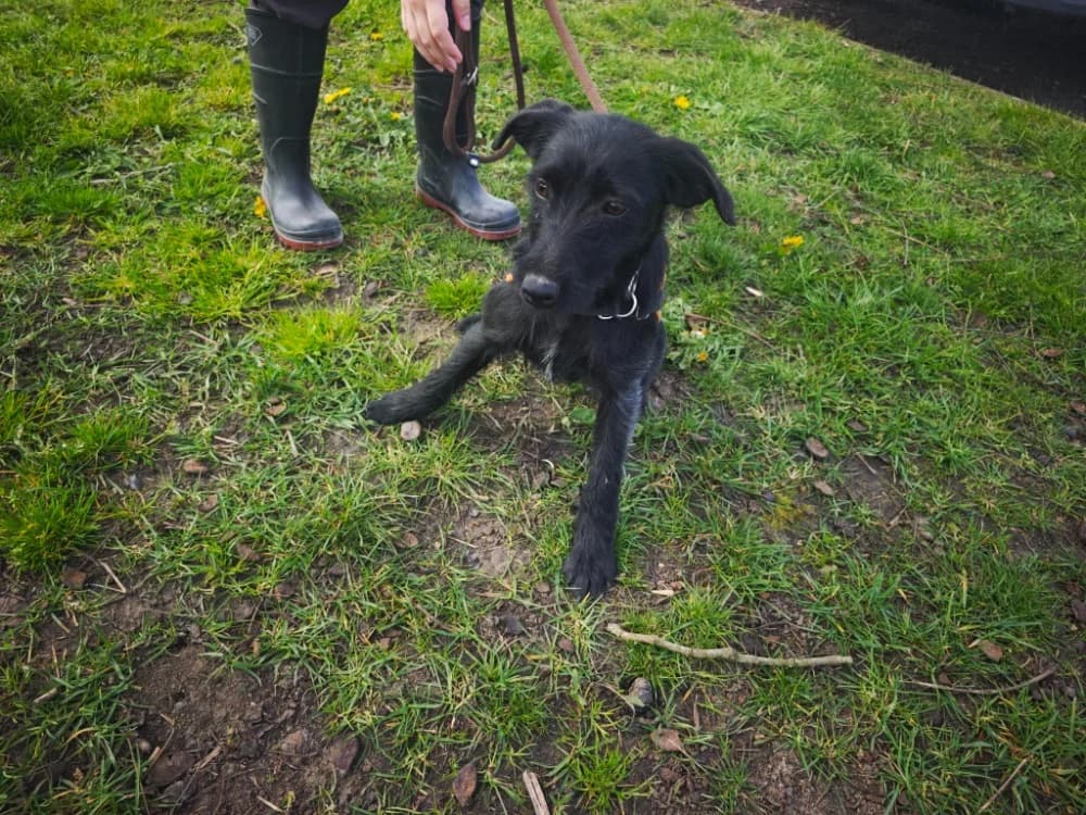 Brandy, Mixed Breed (Chameyrat))