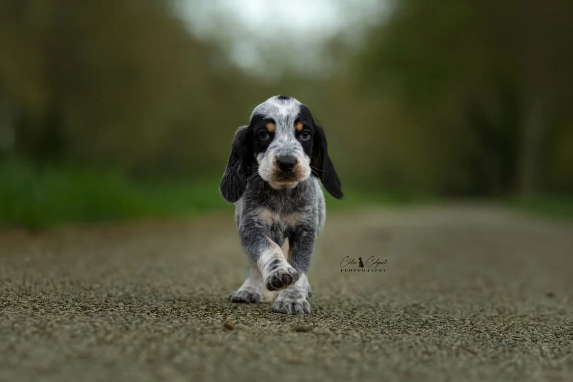 Bifrost (réservé), male mixed breed for adoption at SPA Golfech, Golfech