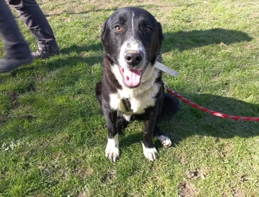 RALEIGH, black male Border Collie for adoption at SPA Arras (Tilloy), Arras — photo 2 of 2