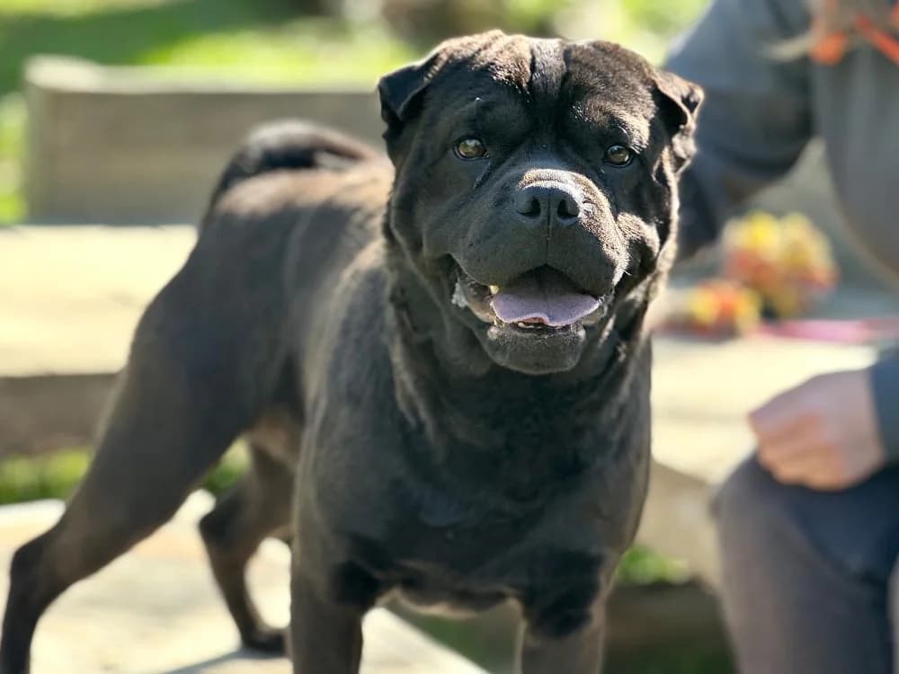 CARLOS (RESERVEE - PLUS A L'ADOPTION), black male Pug for adoption at SPA Aix-en-Provence, Aix