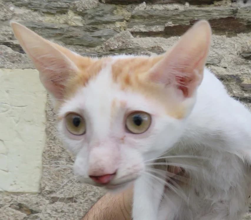 KIRO, male mixed breed for adoption at SPA Redon, Redon