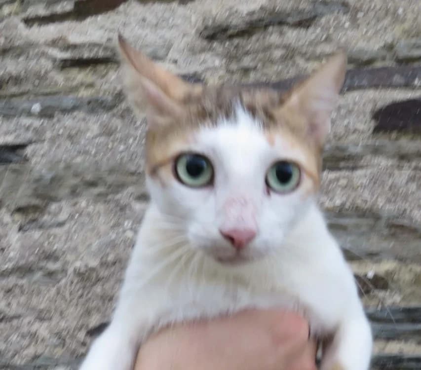 SHIRALI, female mixed breed for adoption at SPA Redon, Redon