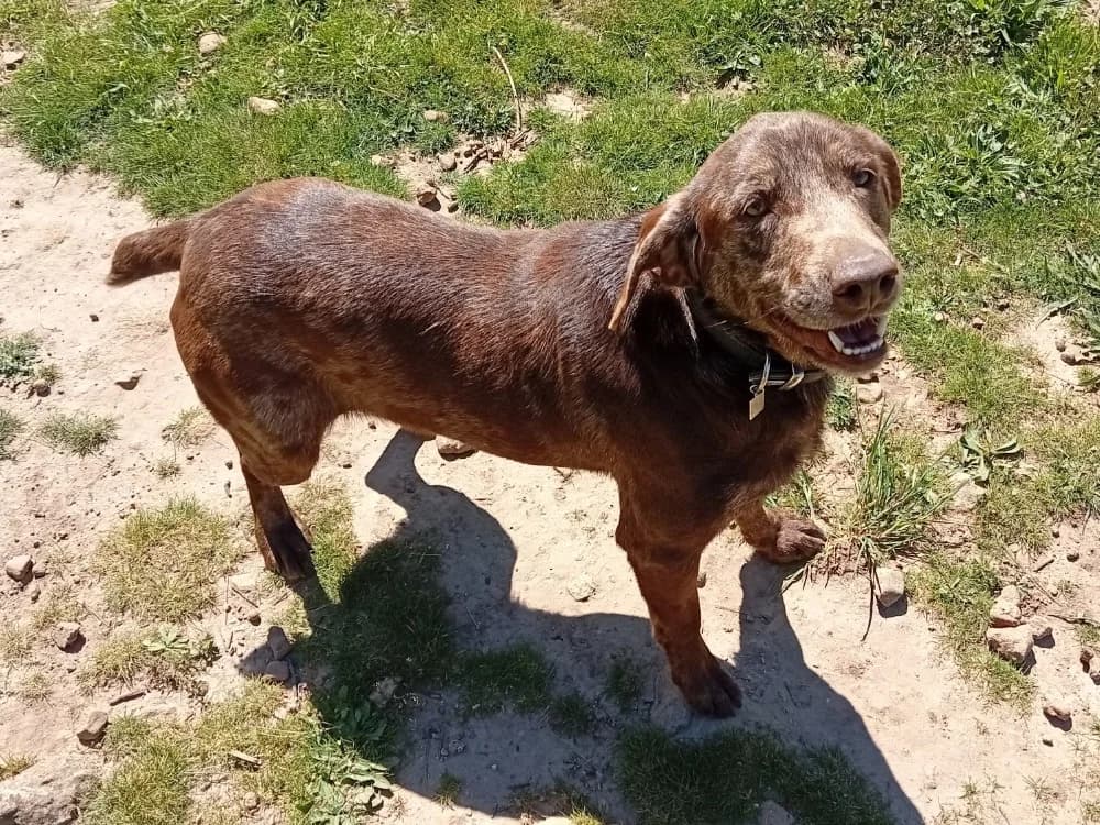 CESAR,  (SPA Chilleurs-aux-Bois)
