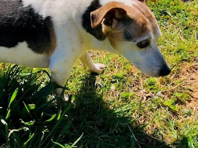 mylou ( déjà réservé), white male Jack Russell Terrier for adoption at Vallerargues), Ales — photo 4 of 5