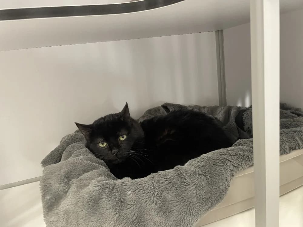 obélix, male mixed breed for adoption at SPA Crozon, Crozon