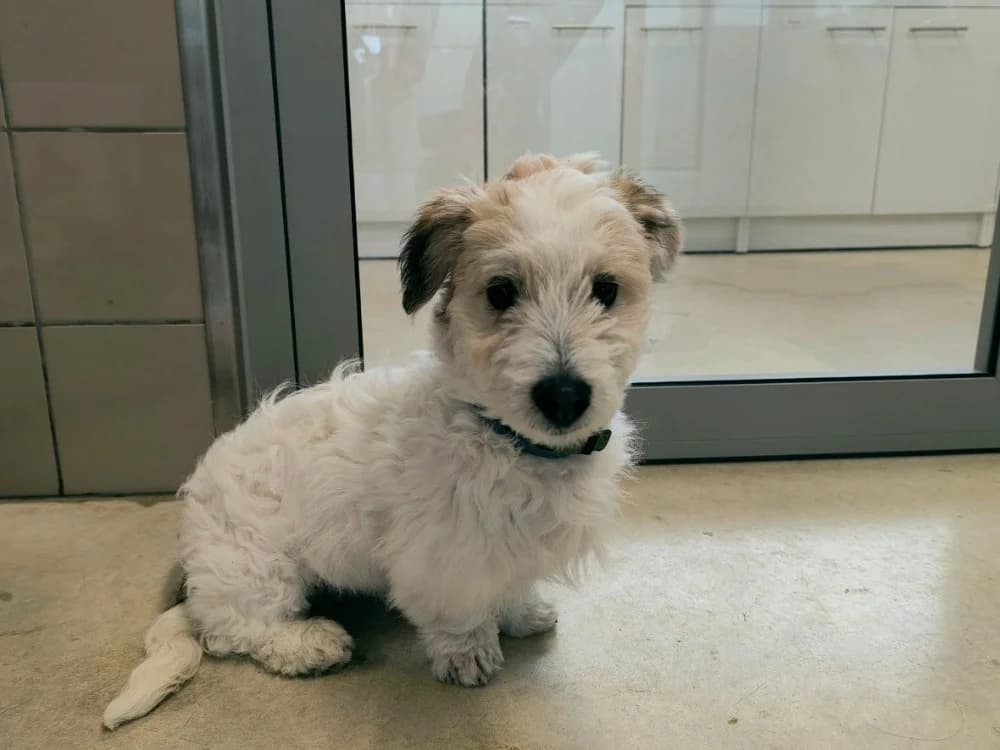 OLIVER, male Mixed Breed for adoption at Ardennes