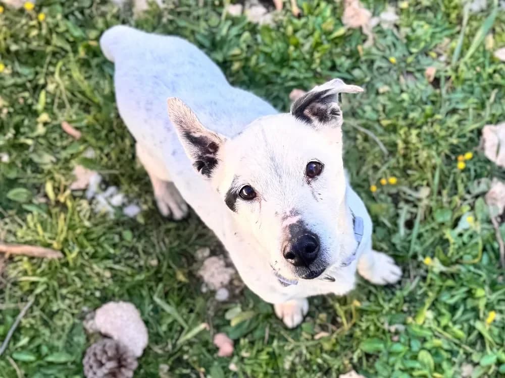 GUS, white male Jack Russell Terrier for adoption at SPA Aix-en-Provence, Aix — photo 2 of 2