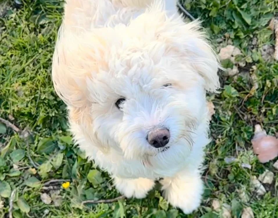 Bobby, white female Bichon Frisé for adoption at SPA Cholet, Cholet